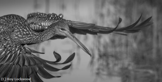 Missing Image: i_0065.jpg - Limpkin