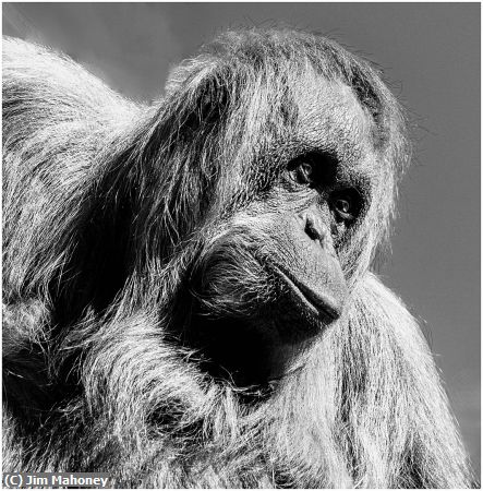 Missing Image: i_0066.jpg - Orangutan in Monochrome