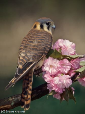 Missing Image: i_0002.jpg - American Kestrel in Oils