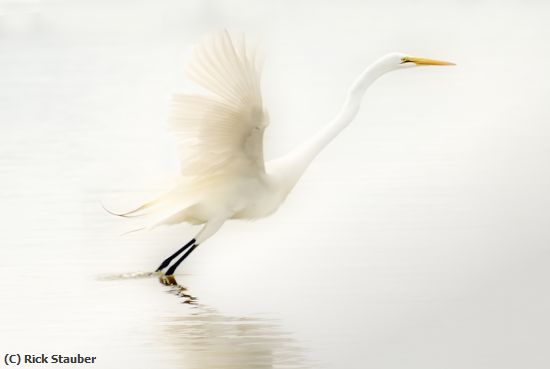 Missing Image: i_0003.jpg - Egret in White Space