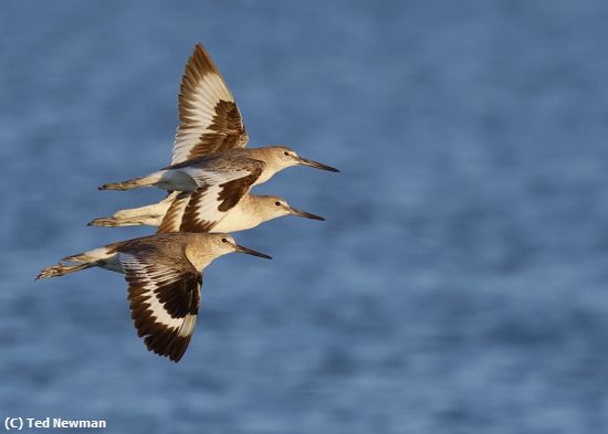 Missing Image: i_0008.jpg - flying in formation