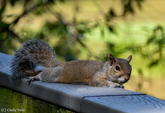 Missing Image: i_0009.jpg - Squirrel parked at the park