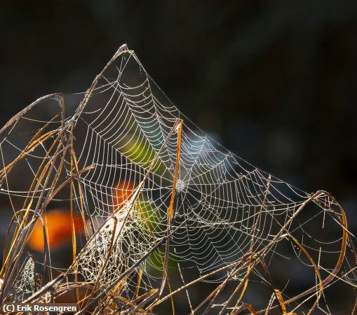 Missing Image: i_0015.jpg - Backlit-spyder-web