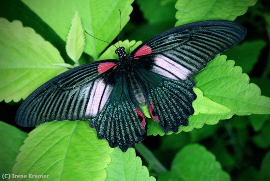 Missing Image: i_0017.jpg - Great Helen Butterfly