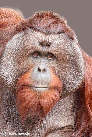 Missing Image: i_0019.jpg - Male Orangutan Portrait