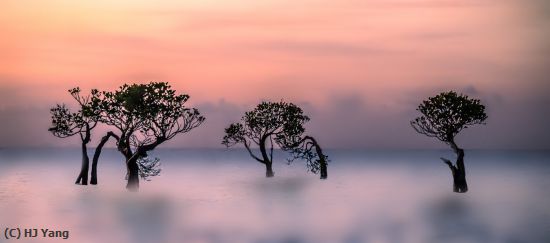 Missing Image: i_0021.jpg - Dancing trees