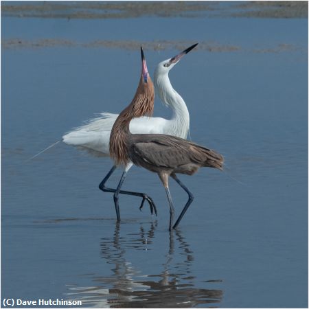 Missing Image: i_0022.jpg - Reddish Egret Courtship