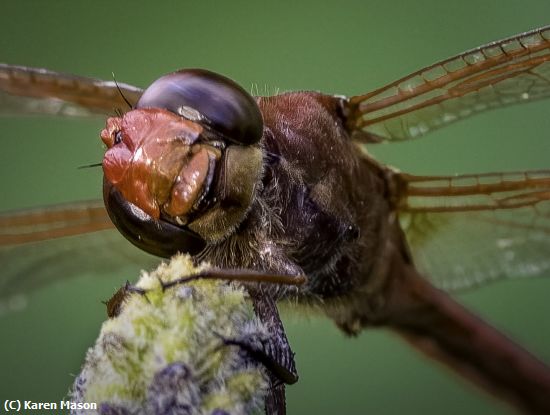 Missing Image: i_0036.jpg - WhatBigEyes