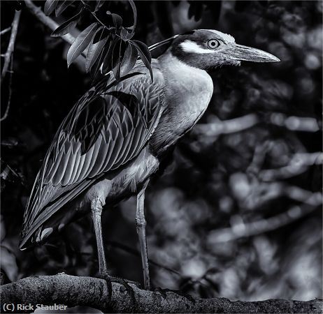 Missing Image: i_0047.jpg - Heron Perched in Monochrome