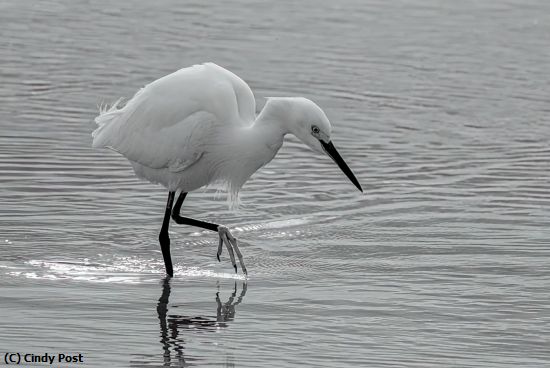 Missing Image: i_0050.jpg - Snowy Egret on the hunt