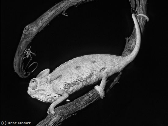 Missing Image: i_0053.jpg - Veiled Chameleon with Bee