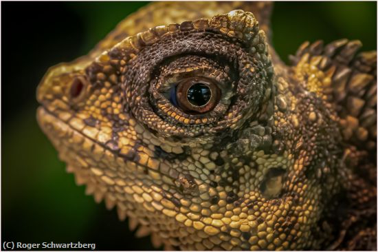Missing Image: i_0007.jpg - Eye of the Lizard
