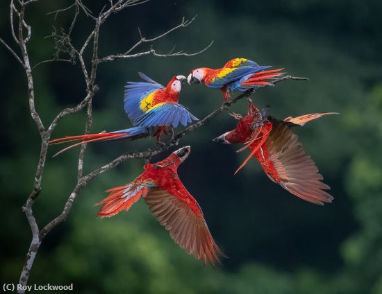 Missing Image: i_0009.jpg - Macaw Squabble