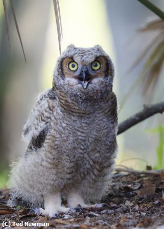 Missing Image: i_0012.jpg - happy young owl
