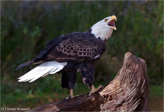 Missing Image: i_0018.jpg - Broken Silence - Bald Eagle