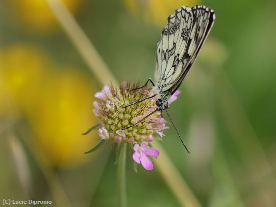 Missing Image: i_0038.jpg - Spotted Beauty