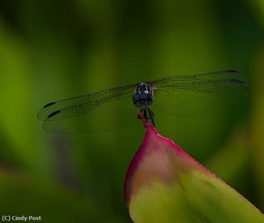 Missing Image: i_0040.jpg - A Jewel in the Jungle