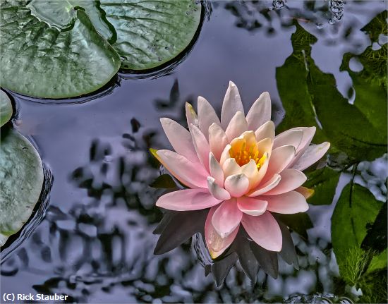 Missing Image: i_0041.jpg - Lily Among Reflections