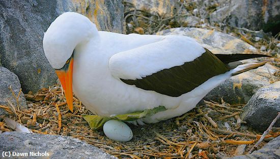 Missing Image: i_0043.jpg - Nazca Booby Checking Egg