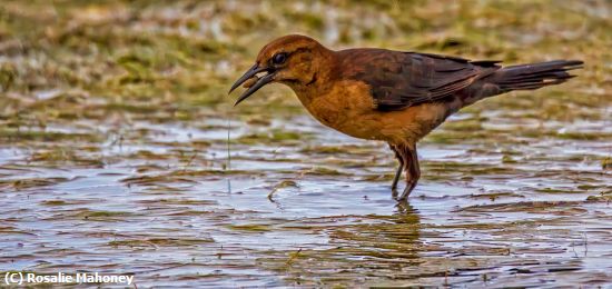 Missing Image: i_0047.jpg - Female Boat tailed Grackle