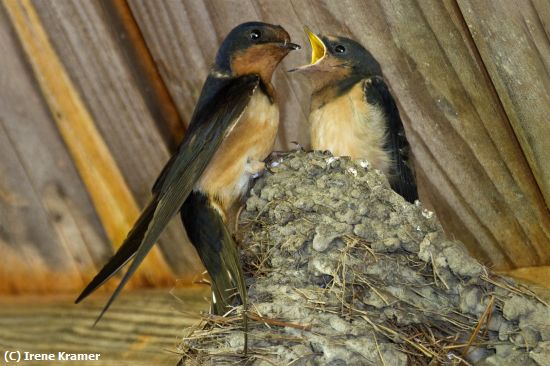 Missing Image: i_0051.jpg - Feeding Time - BARN Swallows