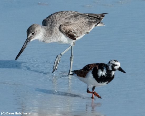 Missing Image: i_0052.jpg - Pals Willet and Ruddy Turnstone
