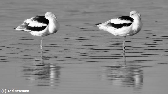Missing Image: i_0053.jpg - resting pair