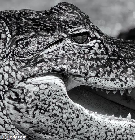 Missing Image: i_0064.jpg - Gatorface Noir