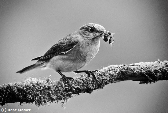 Missing Image: i_0065.jpg - Early Bird - Bluebird & Caterpillar