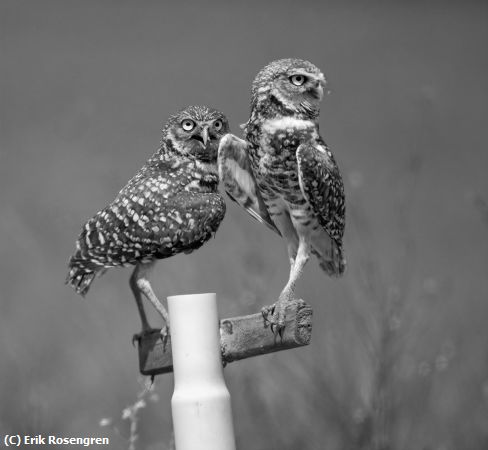 Missing Image: i_0068.jpg - Having-fun-Burrowing-Owls