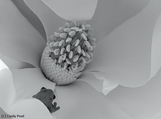 Missing Image: i_0072.jpg - Soft Magnolia