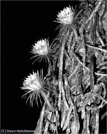 Missing Image: i_0073.jpg - Night Blooming Cereus