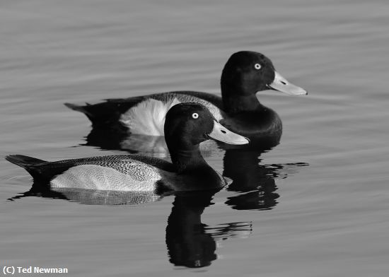 Missing Image: i_0078.jpg - looking good together