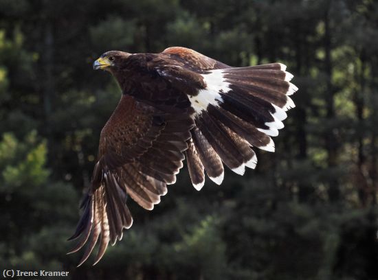 Missing Image: i_0005.jpg - Winged Elegance - Harris's Hawk
