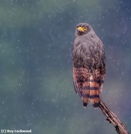 Missing Image: i_0014.jpg - Another Rainy Day