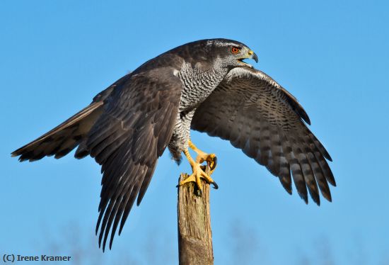 Missing Image: i_0015.jpg - Defiant - Northern Goshawk