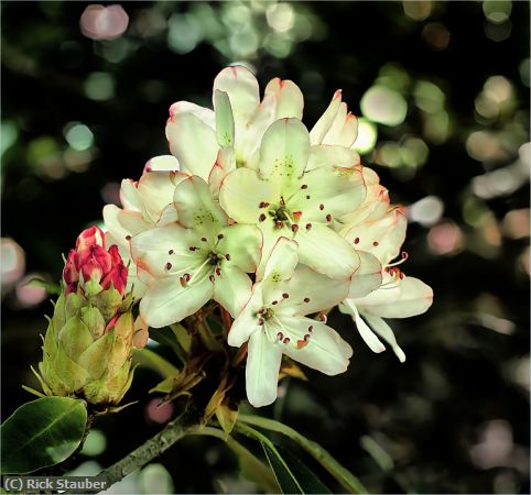 Missing Image: i_0016.jpg - From Bud to Bloom