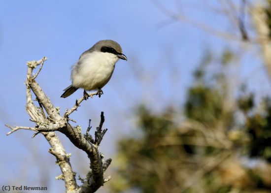 Missing Image: i_0020.jpg - great perch