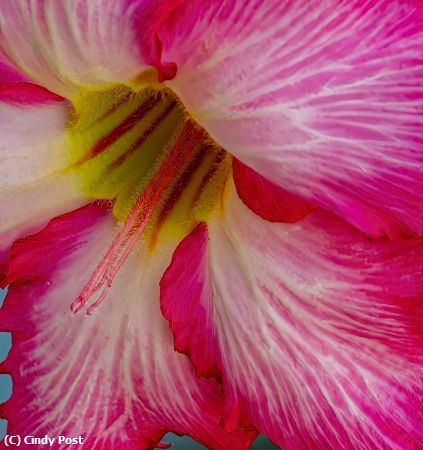 Missing Image: i_0021.jpg - Pink Power Bloom
