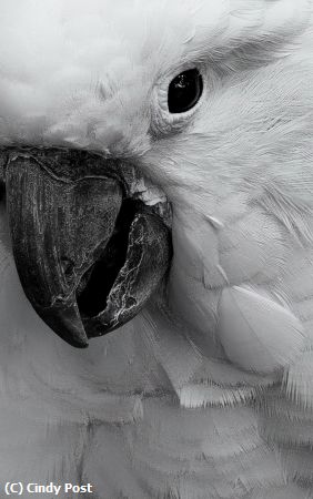 Missing Image: i_0039.jpg - Curious Cockatiel ON