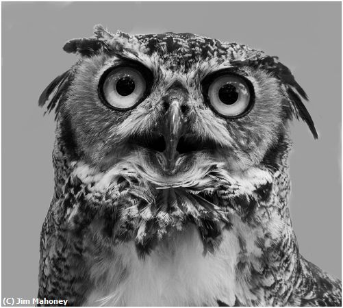 Missing Image: i_0040.jpg - McGough Owl