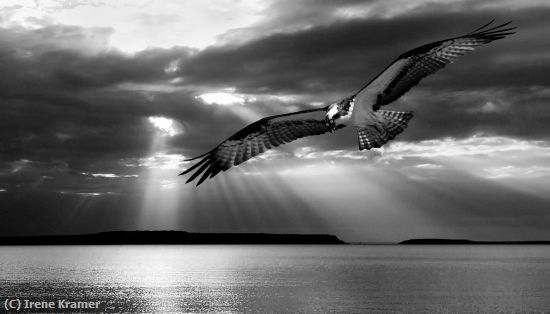 Missing Image: i_0046.jpg - Osprey Hovering