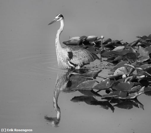 Missing Image: i_0053.jpg - Enjoying-the-morning-Sun-GBH