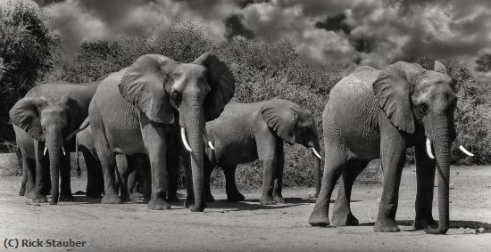 Missing Image: i_0055.jpg - Elephants on the March