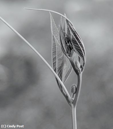 Missing Image: i_0059.jpg - Monochrome Veins