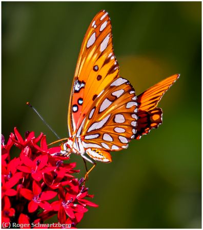 Missing Image: i_0006.jpg - Butterfly Kiss