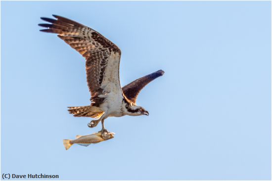Missing Image: i_0007.jpg - Osprey with catch