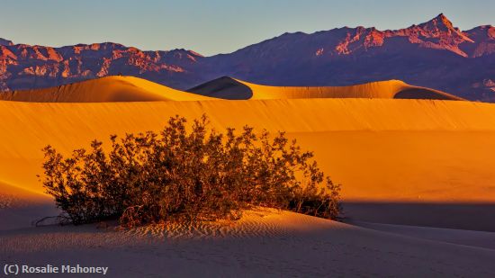 Missing Image: i_0010.jpg - Sand Dunes Scene