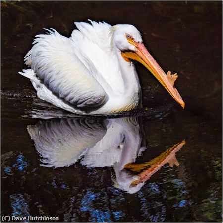 Missing Image: i_0015.jpg - White Pelican in Mating Plumage