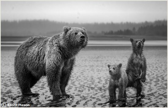 Missing Image: i_0051.jpg - ThreeBears